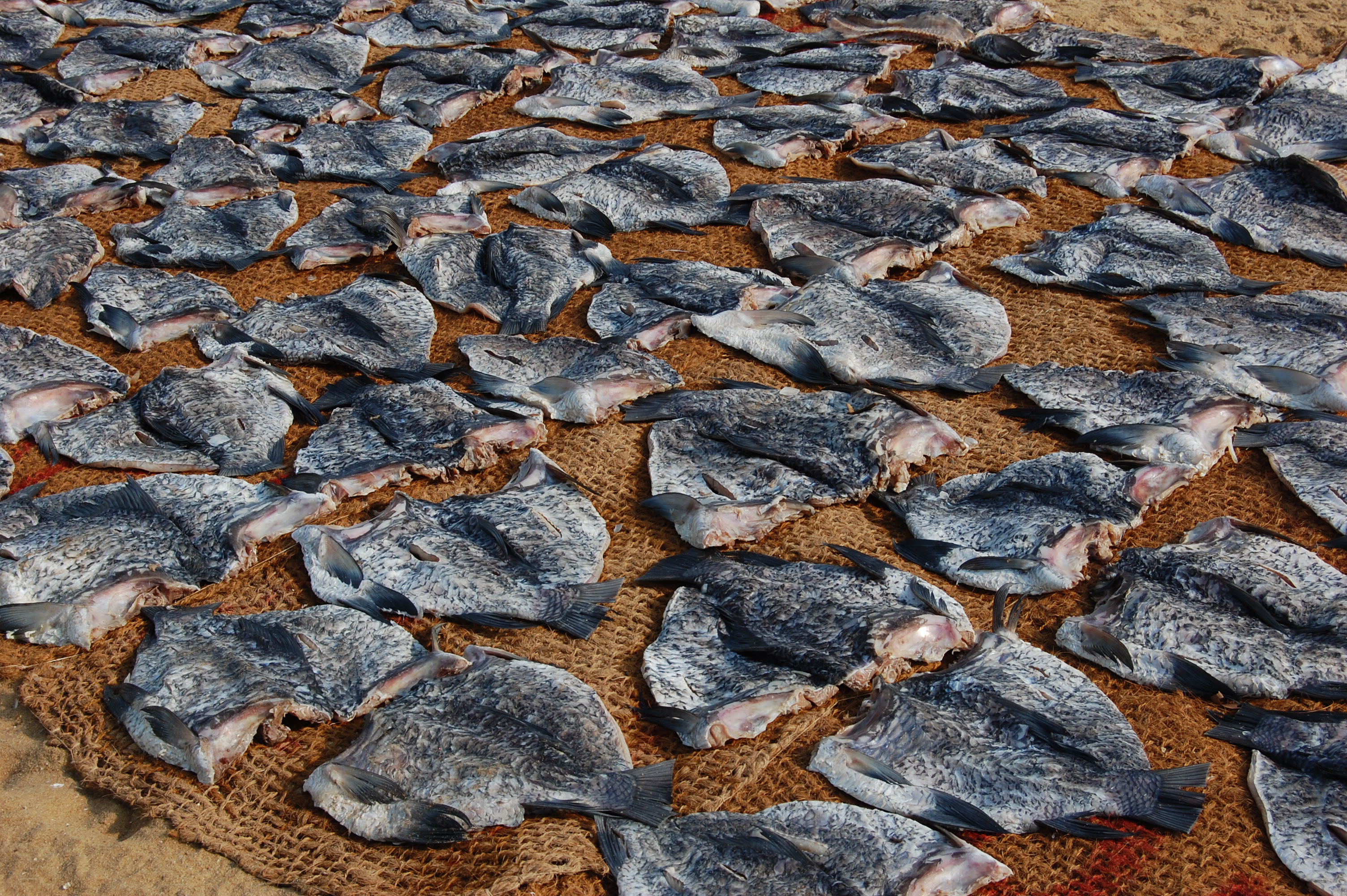 getrocknete Fische auf dem Fischmarkt in Negombo Sri Lanka
